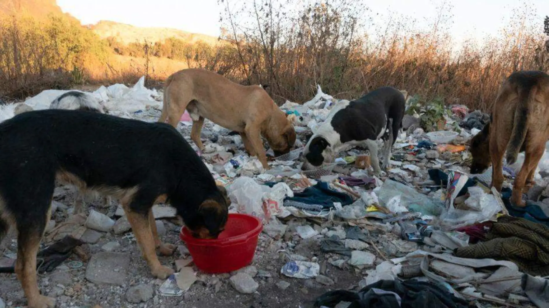 perros callejeros en los cabos